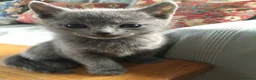 Russian Blue cats for sale: TICA registered Russian Blue kittens - Advert 13