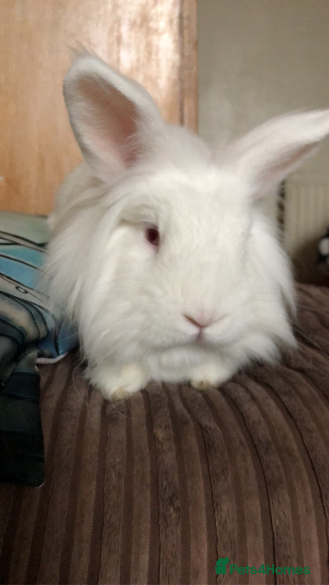Mixed Breed rabbits for sale: Pair of indoor bunnies in need of a loving home - Image 4