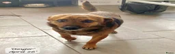 Mixed Breed dogs for adoption: Tiny Gordon 6-7 kg  AVAILABLE FOR ADOPTION  in Brixham - Advert 4