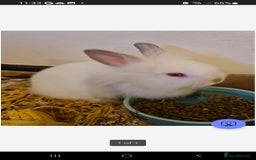 Netherland Dwarf rabbits for sale: 2x female rabbits - Image 5