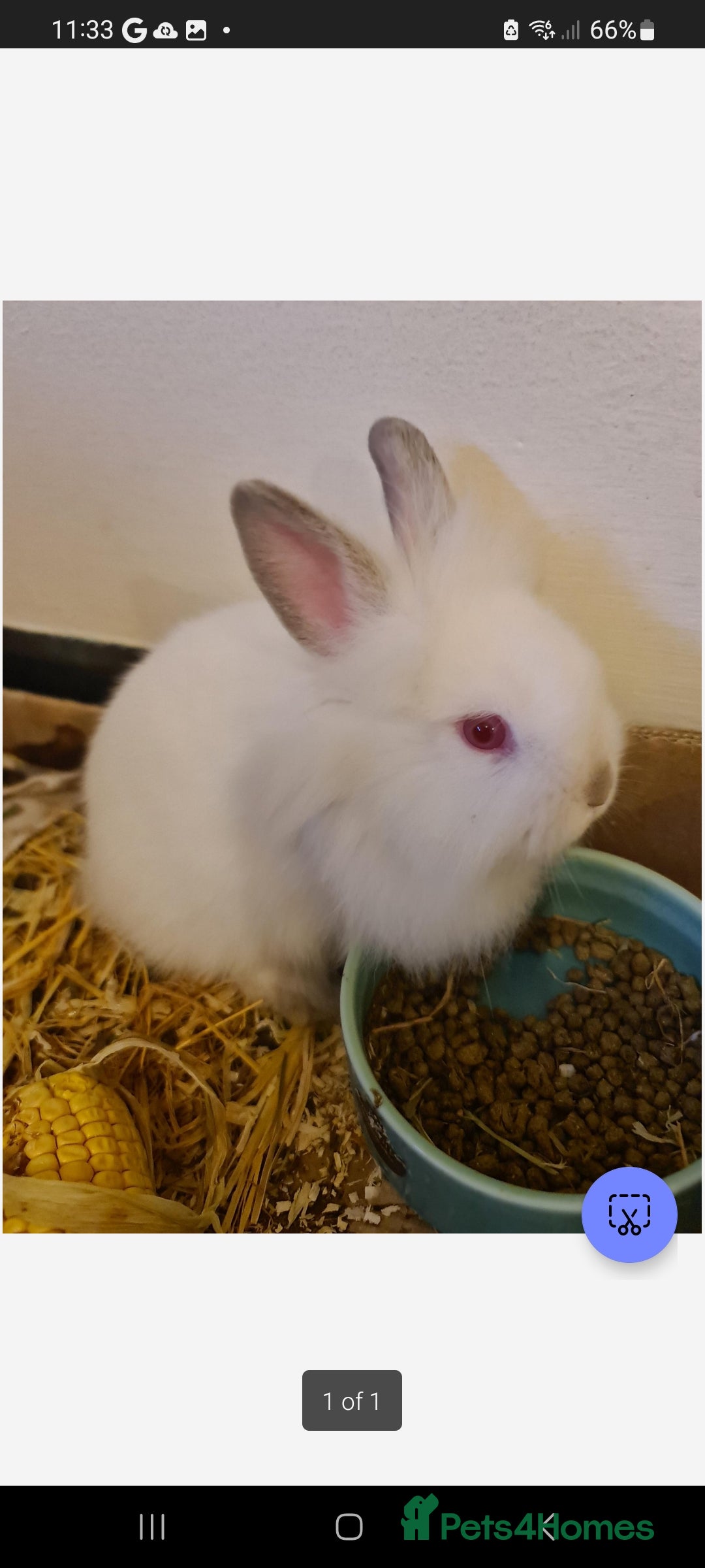Netherland Dwarf rabbits for sale: 2x female rabbits - Image 5