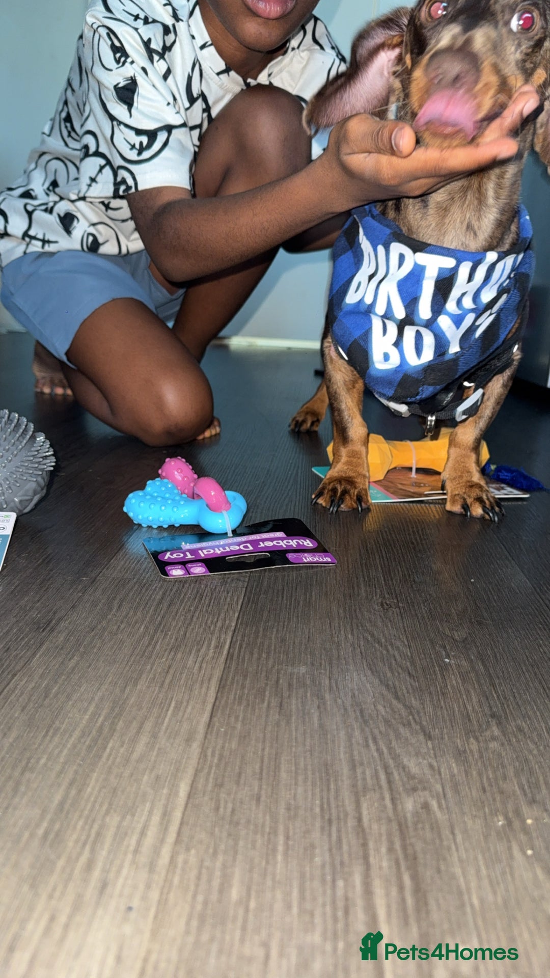 Dachshund dogs for sale: Sweetest jedi - Advert 2