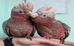 Mixed Breed birds for sale: It's a Birds Thing!!! - Image 2