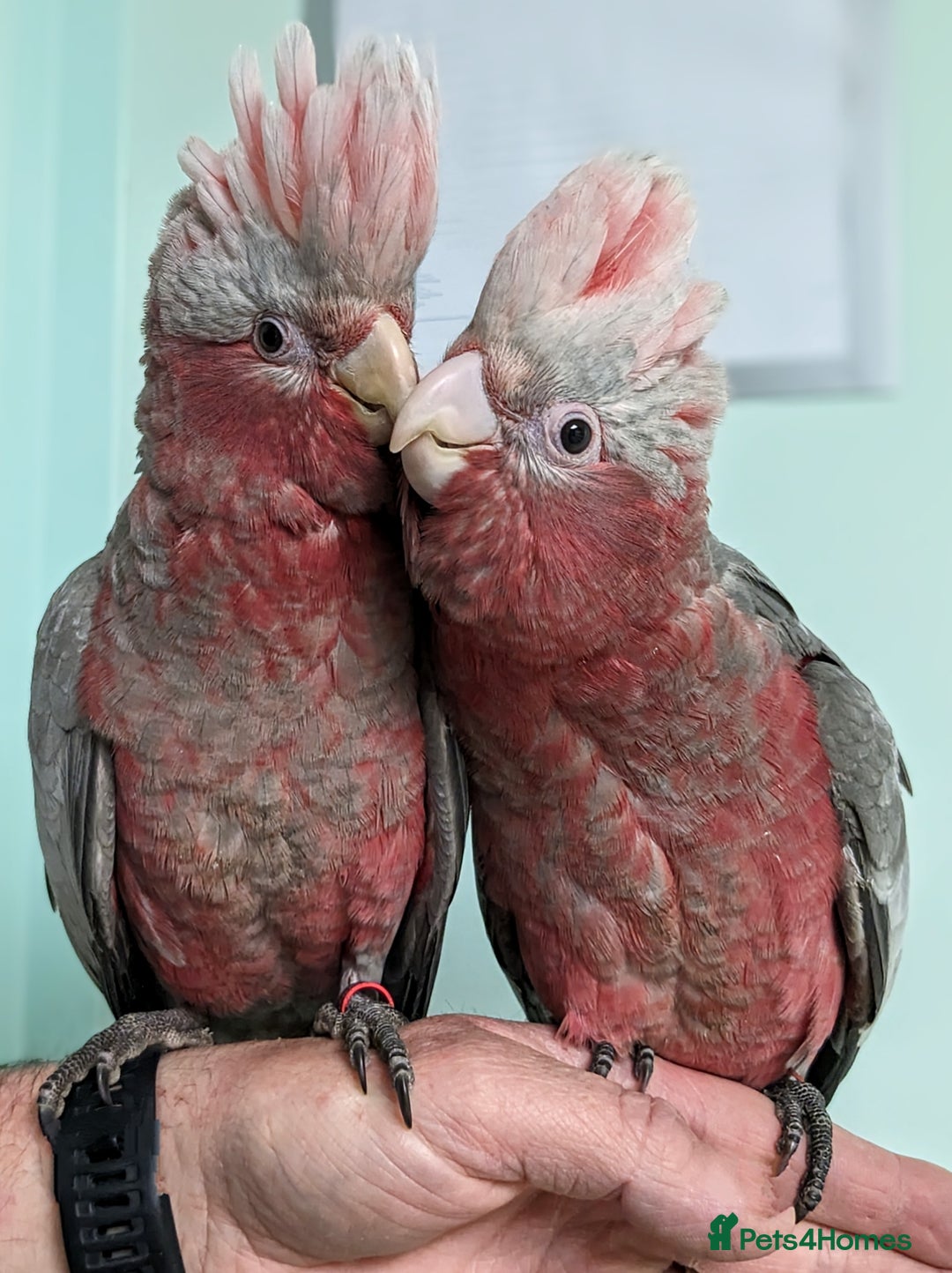 Mixed Breed birds for sale: It's a Birds Thing!!! - Image 2