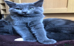 British Shorthair cats for sale: Two Beautiful British Shorthair Boys - Image 6