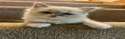 Ragdoll cats for sale: Two girls and one Boy ragdoll kittens ready to go in Swansea - Advert 16