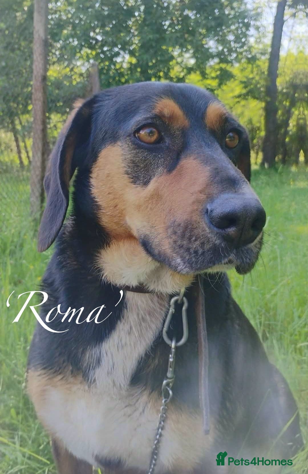Mixed Breed dogs Roma, 3-4 yrs. Available for adoption. - Advert 1