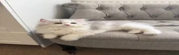 Persian cats for sale: Persian doll face & persian chinchilla  - Advert 7