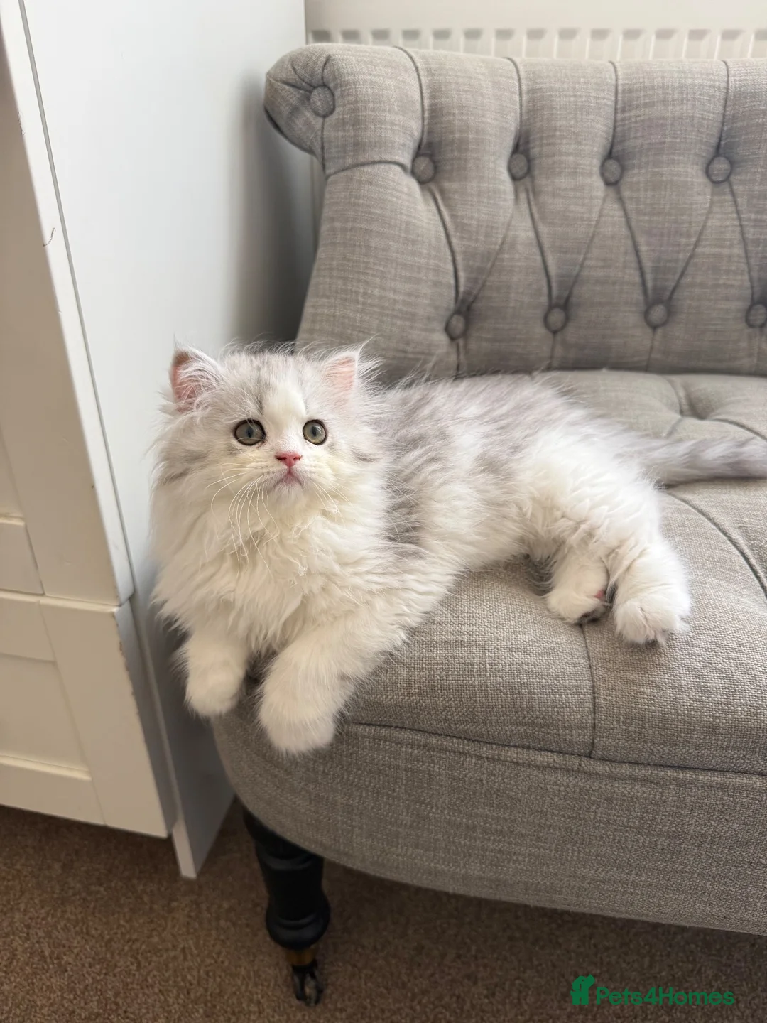 Persian cats for sale: Persian doll face & persian chinchilla  - Advert 7