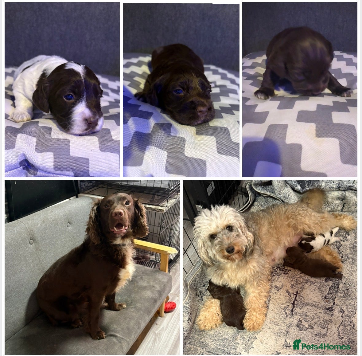 Cockapoo dogs 3 Delightful F1b Cockapoo girls (3/4 cocker) - Advert 1