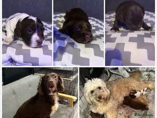 Cockapoo dogs 3 Delightful F1b Cockapoo girls (3/4 cocker) - Advert 14