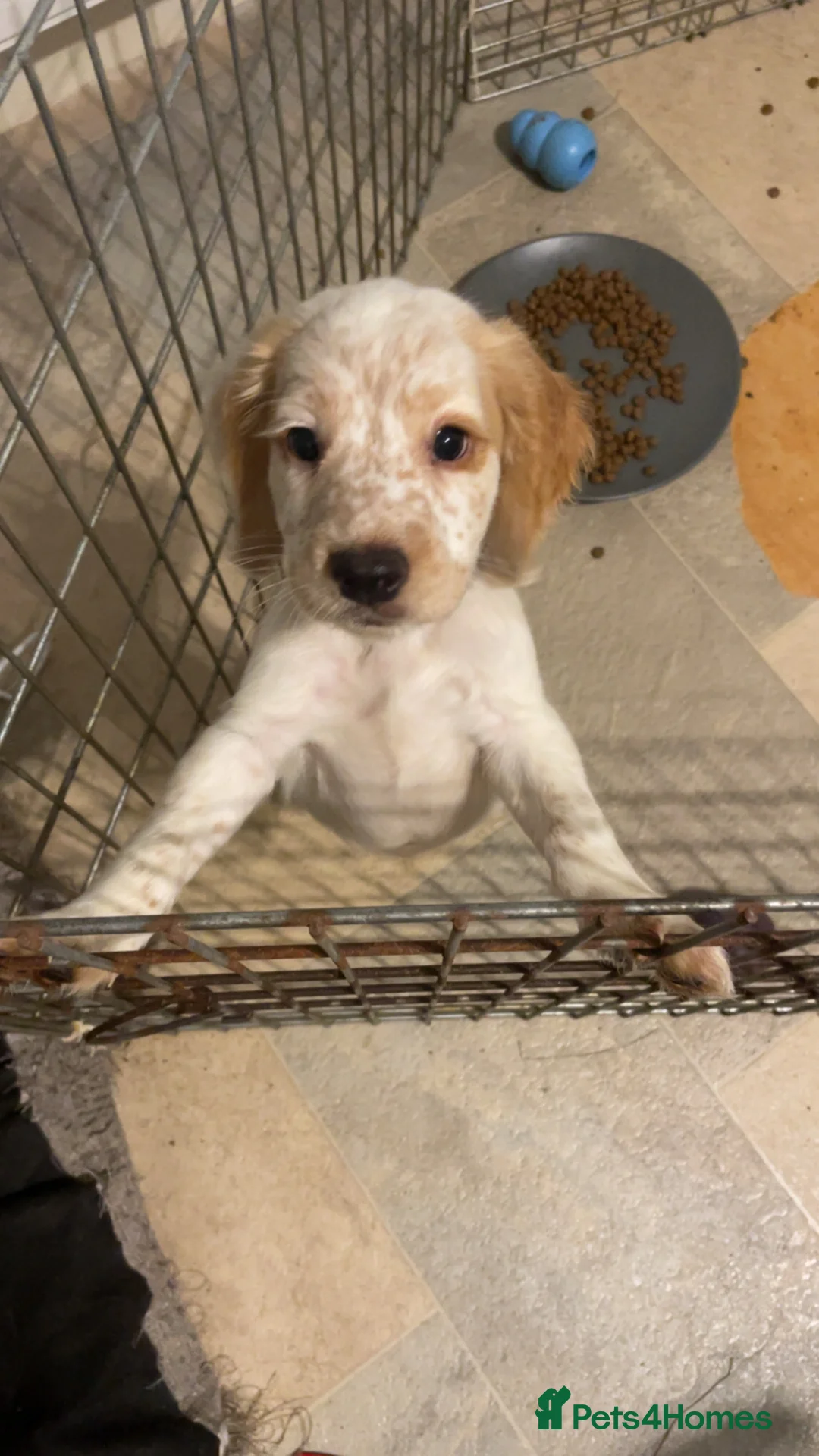 Cocker Spaniel dogs for sale: 6 month old cocker spaniel pup Enzo - Advert 2