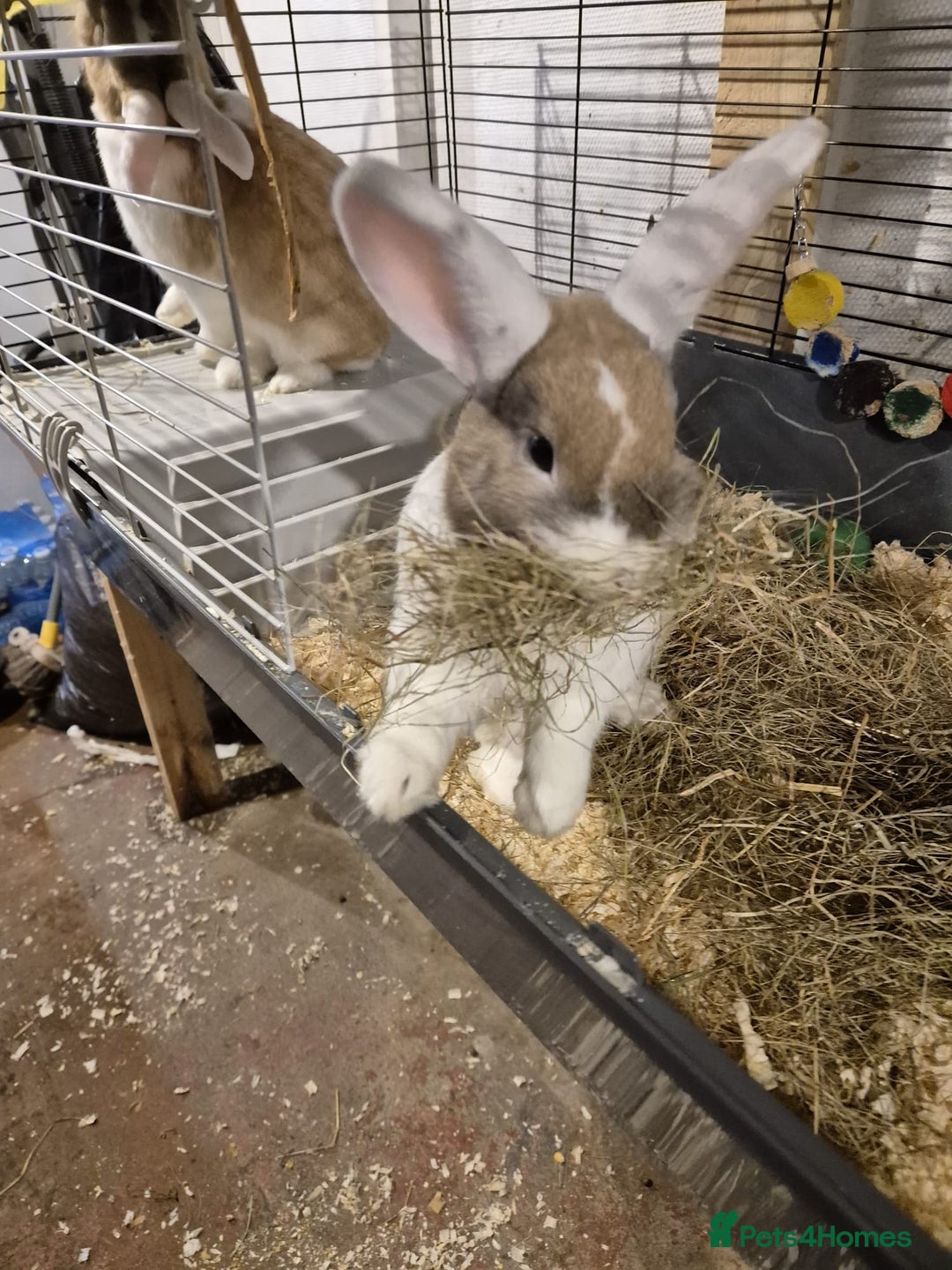 Dutch rabbits for sale: Two female rabbits  - Advert 3
