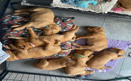 Labrador Retriever dogs for sale: Fox Red Labrador Puppies  - Image 23