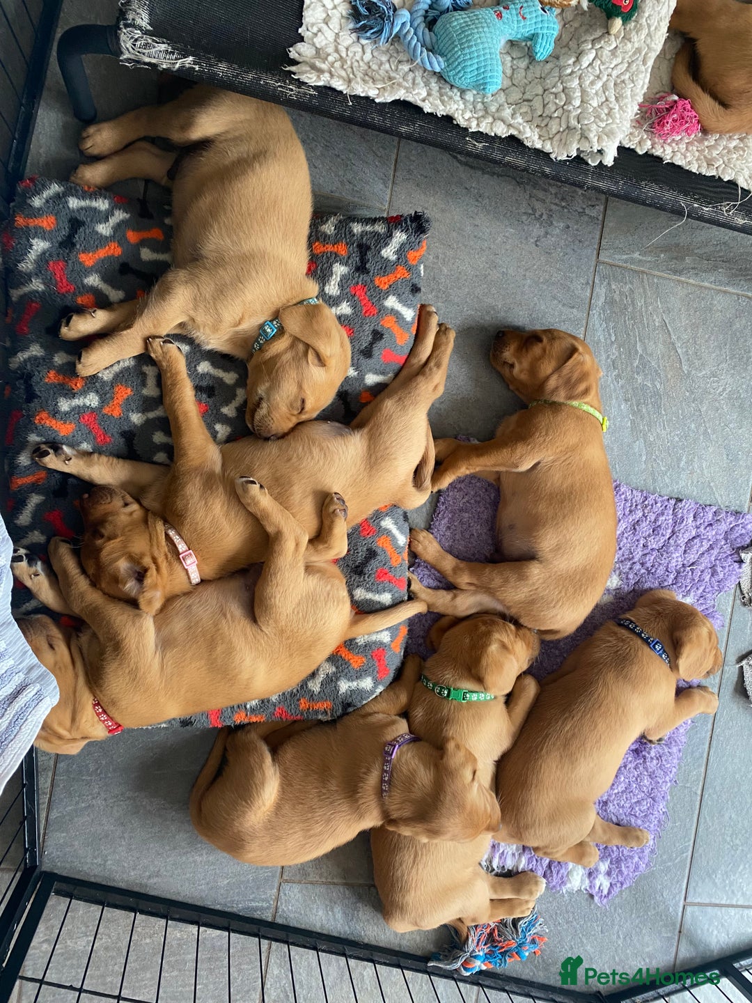 Labrador Retriever dogs for sale: Fox Red Labrador Puppies  - Image 23
