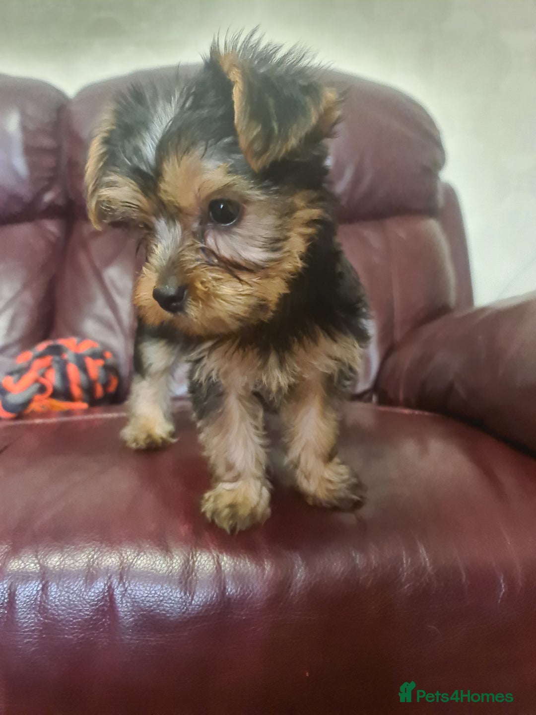 Yorkshire Terrier dogs for sale: Last female Yorkshire Terrier puppy left - Image 14