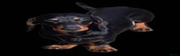 Miniature Dachshund dogs for stud: GLYNFELIN JACK MASTER FUNK miniature dachshund - Advert 2