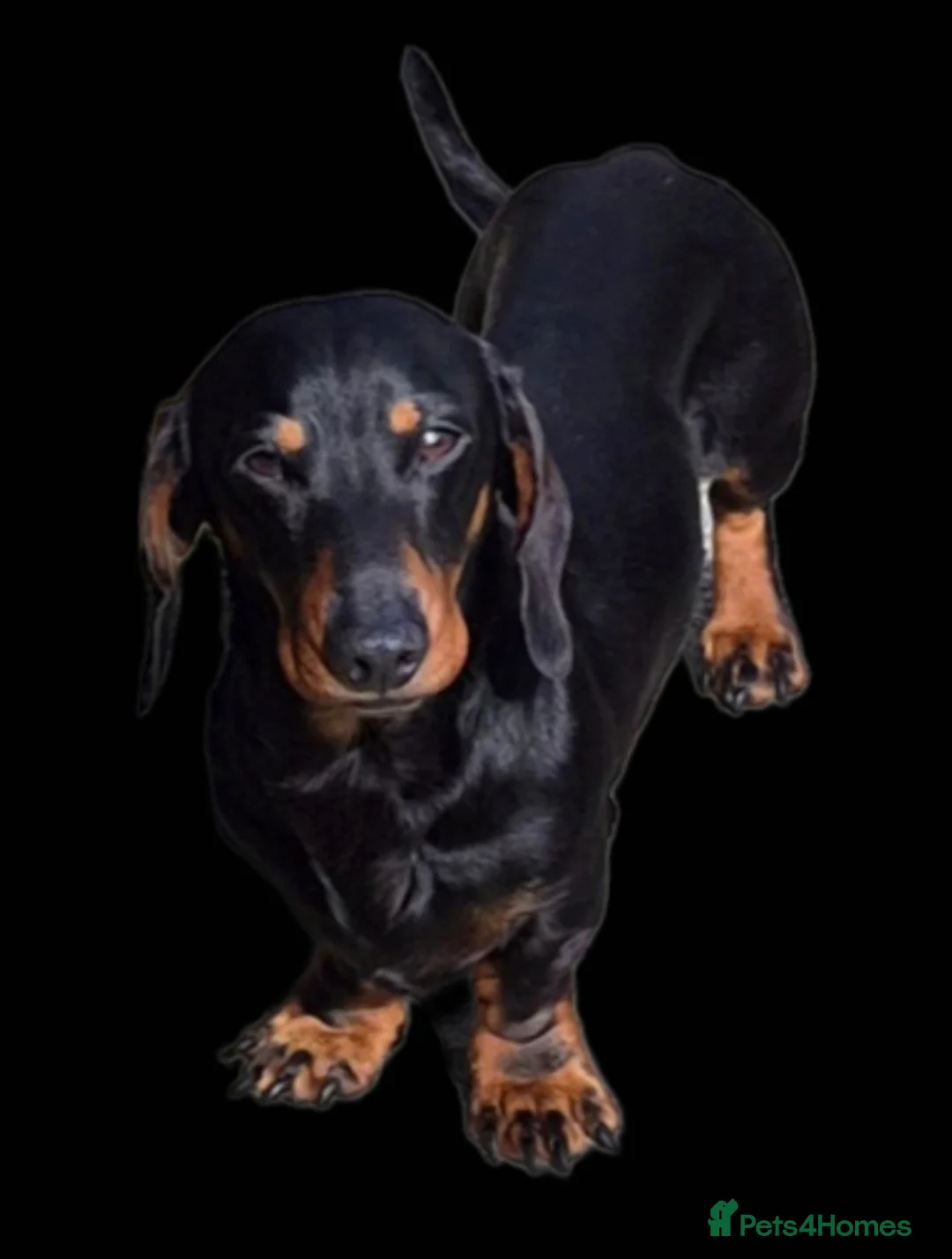 Miniature Dachshund dogs for stud: GLYNFELIN JACK MASTER FUNK miniature dachshund - Advert 2