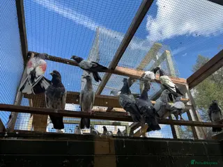 Mixed Breed birds Pakistani high flyers for sale - Advert 6