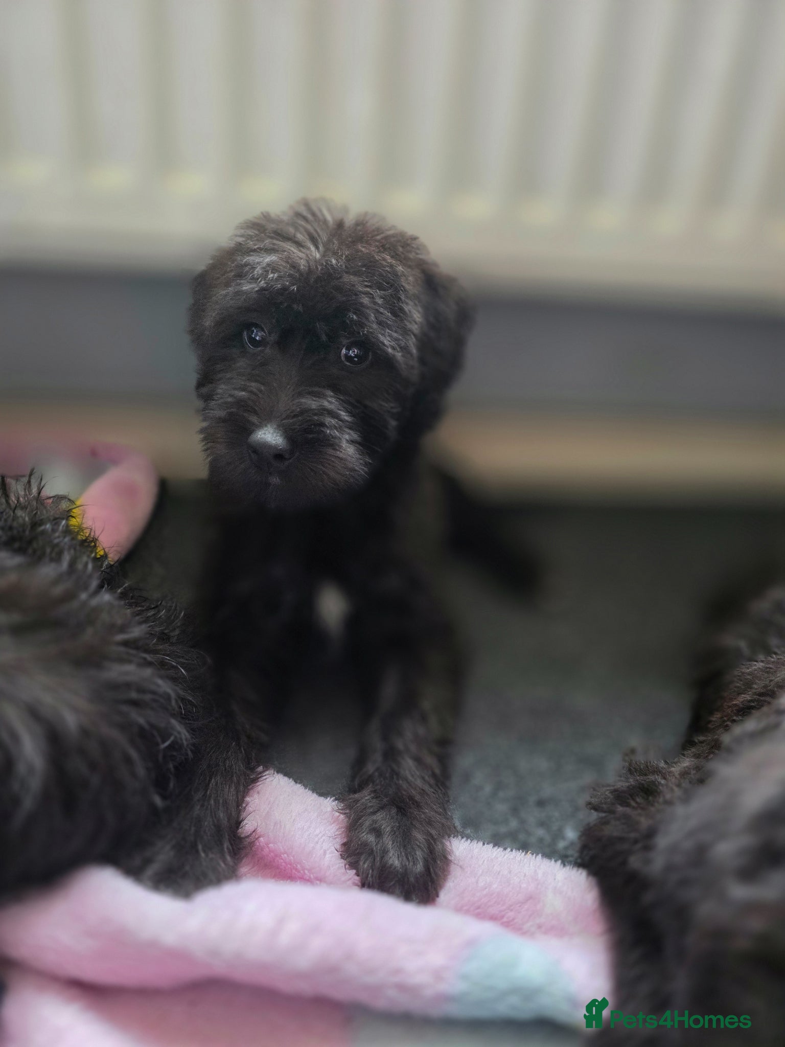 Mixed Breed dogs Deerhound Greyhound Collie/ Bedlington  - Advert 16