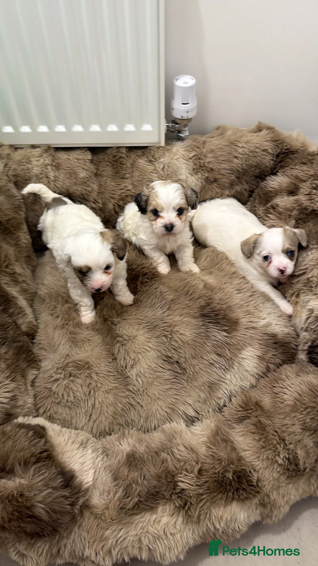 Cavapoochon dogs for sale: One boy  one girl - Advert 5