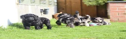 Cockapoo dogs for sale: Beautiful Cockapoo puppies for sale  - Advert 24