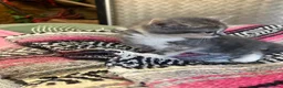 Mixed Breed cats for sale: Persian x Siamese  kittens for sale  in Canterbury - Advert 2