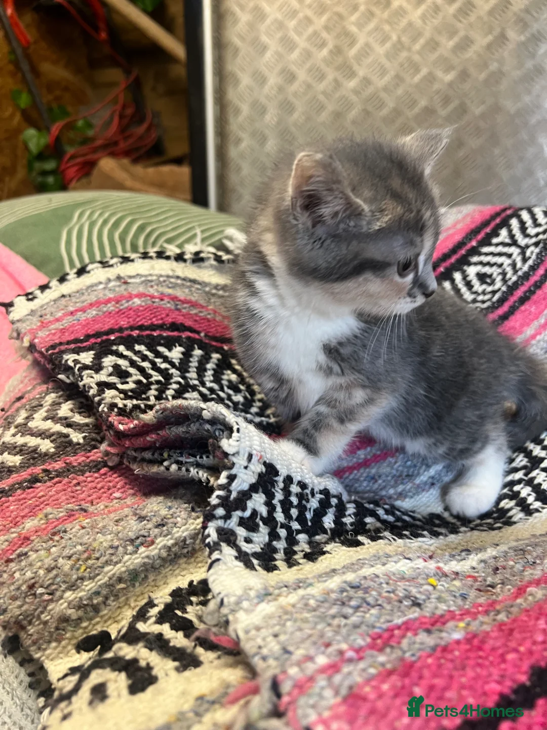 Mixed Breed cats for sale: Persian x Siamese  kittens for sale  in Canterbury - Advert 2