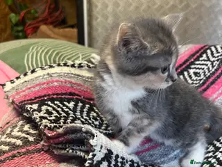 Mixed Breed cats Persian x Siamese kittens for sale - Advert 16