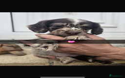 Cocker Spaniel dogs for sale: Gorgeous cocker spaniel puppies ready for new home - Image 11
