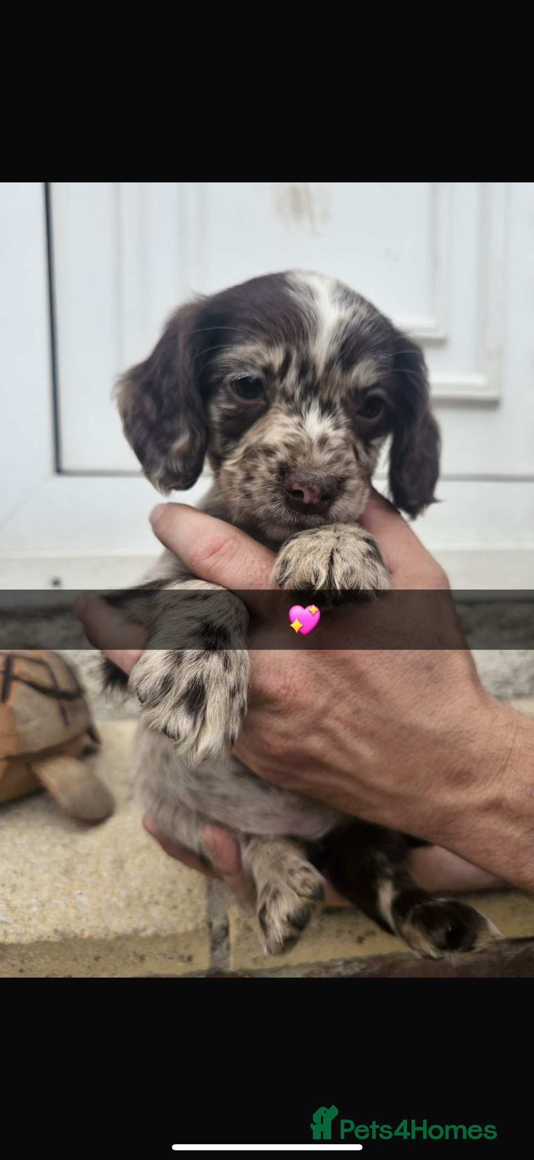 Cocker Spaniel dogs for sale: Gorgeous cocker spaniel puppies ready for new home - Image 11