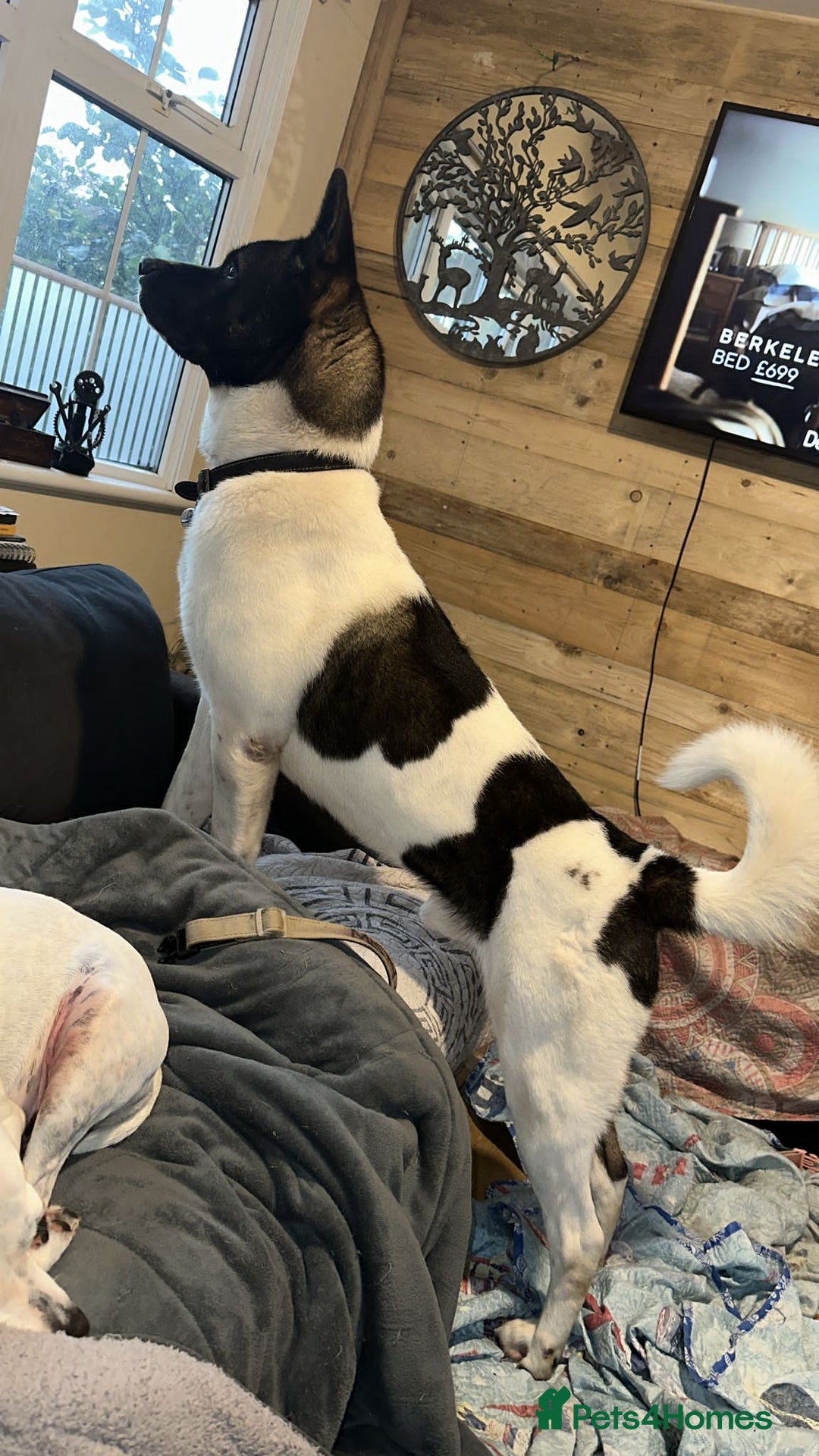 Akita dogs for sale: Beautiful American Akita Male 4 Years Old - Advert 4