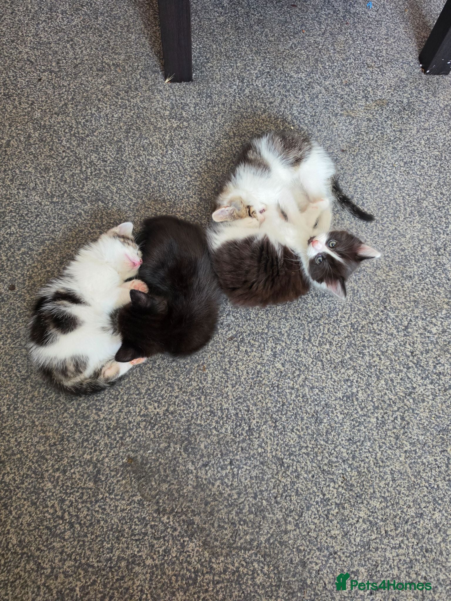 Mixed Breed cats 4 beautiful Kittens - Advert 1
