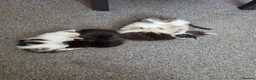 Mixed Breed cats for sale: 4 beautiful Kittens - Advert 7