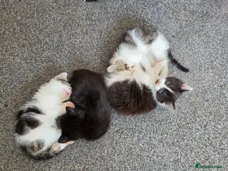 Mixed Breed cats 4 beautiful Kittens - Advert 1