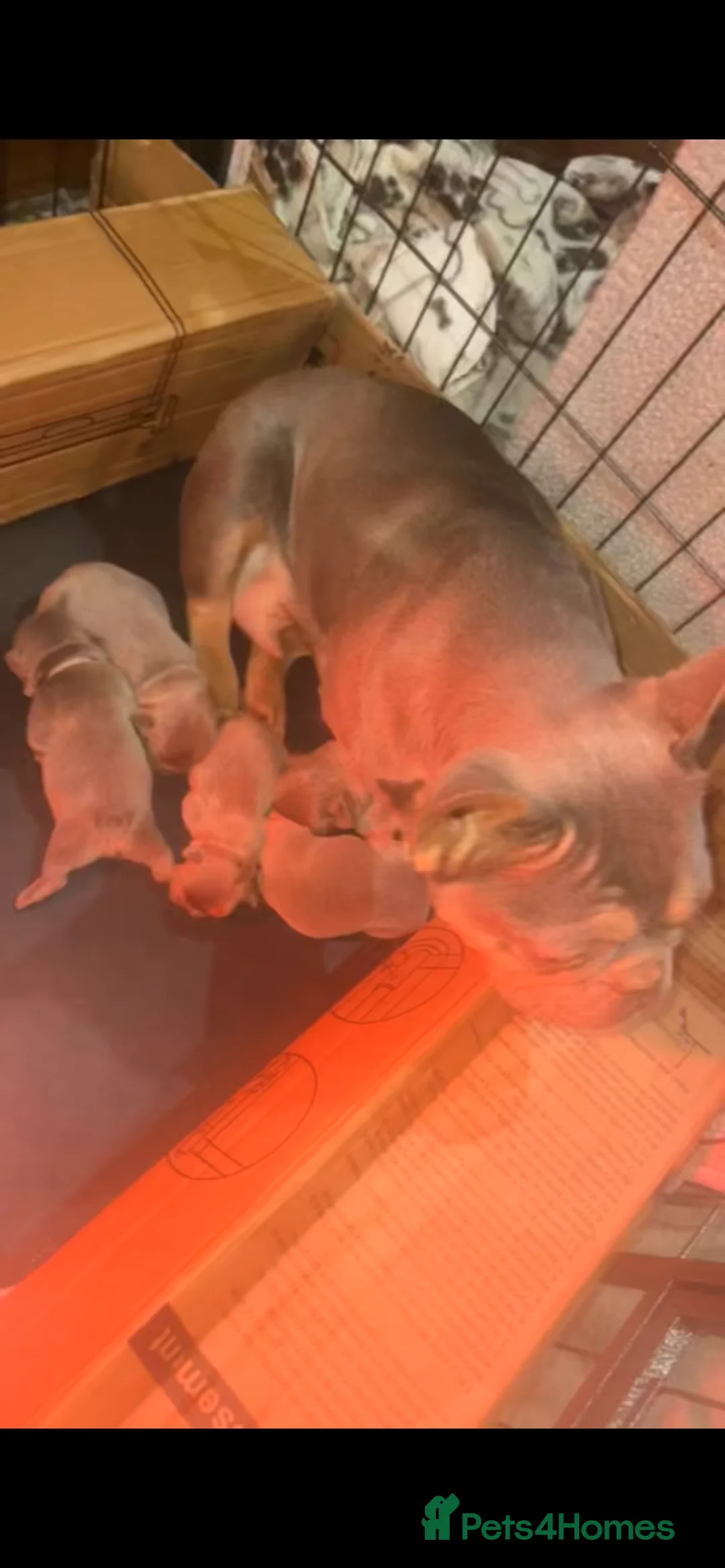 French Bulldog dogs for sale: Fluffy Lilac and cherry tan french bulldogs - Advert 8