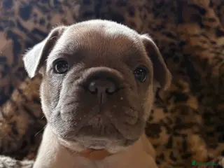 French Bulldog dogs French bull dog puppies - Advert 1