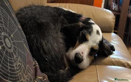 Mixed Breed dogs for adoption: Bonny - playful Griffon for adoption - Image 26