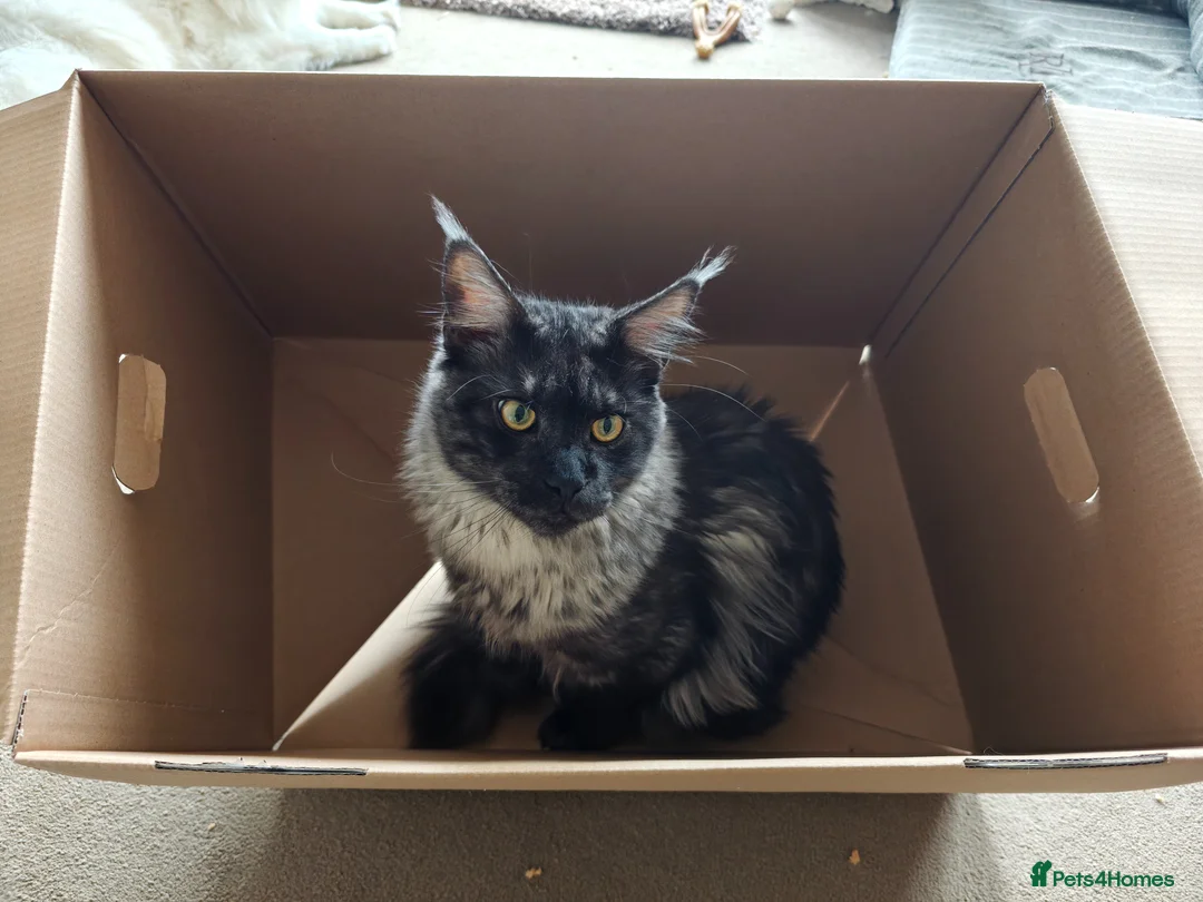 Maine Coon cats for sale: Beautiful Maine coon Black smoke  in Newquay - Advert 2