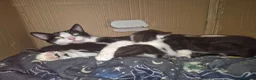 Mixed Breed cats for sale: Sweet kittens are looking for a new home - Advert 9