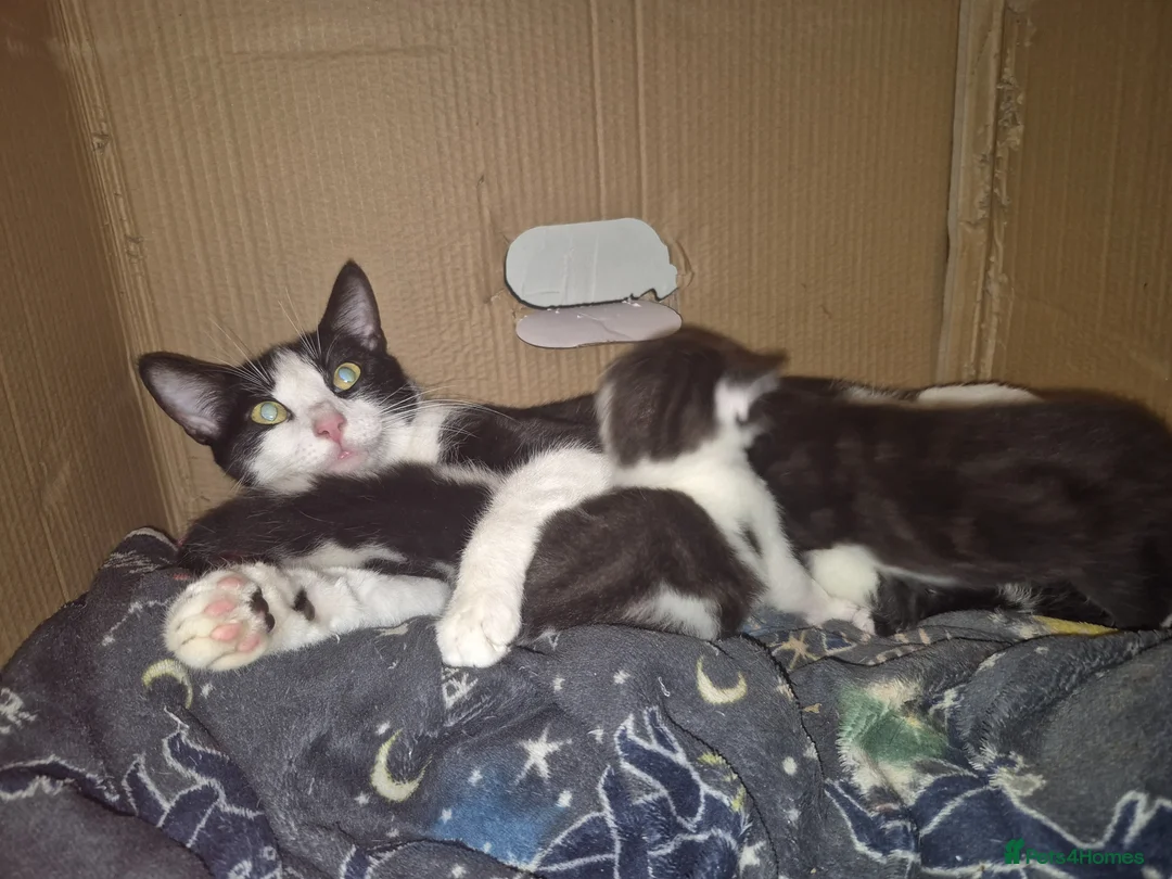 Mixed Breed cats for sale: Sweet kittens are looking for a new home - Advert 9