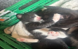 Mixed Breed cats for sale: 4 adorable kitten for sale💕 - Image 8
