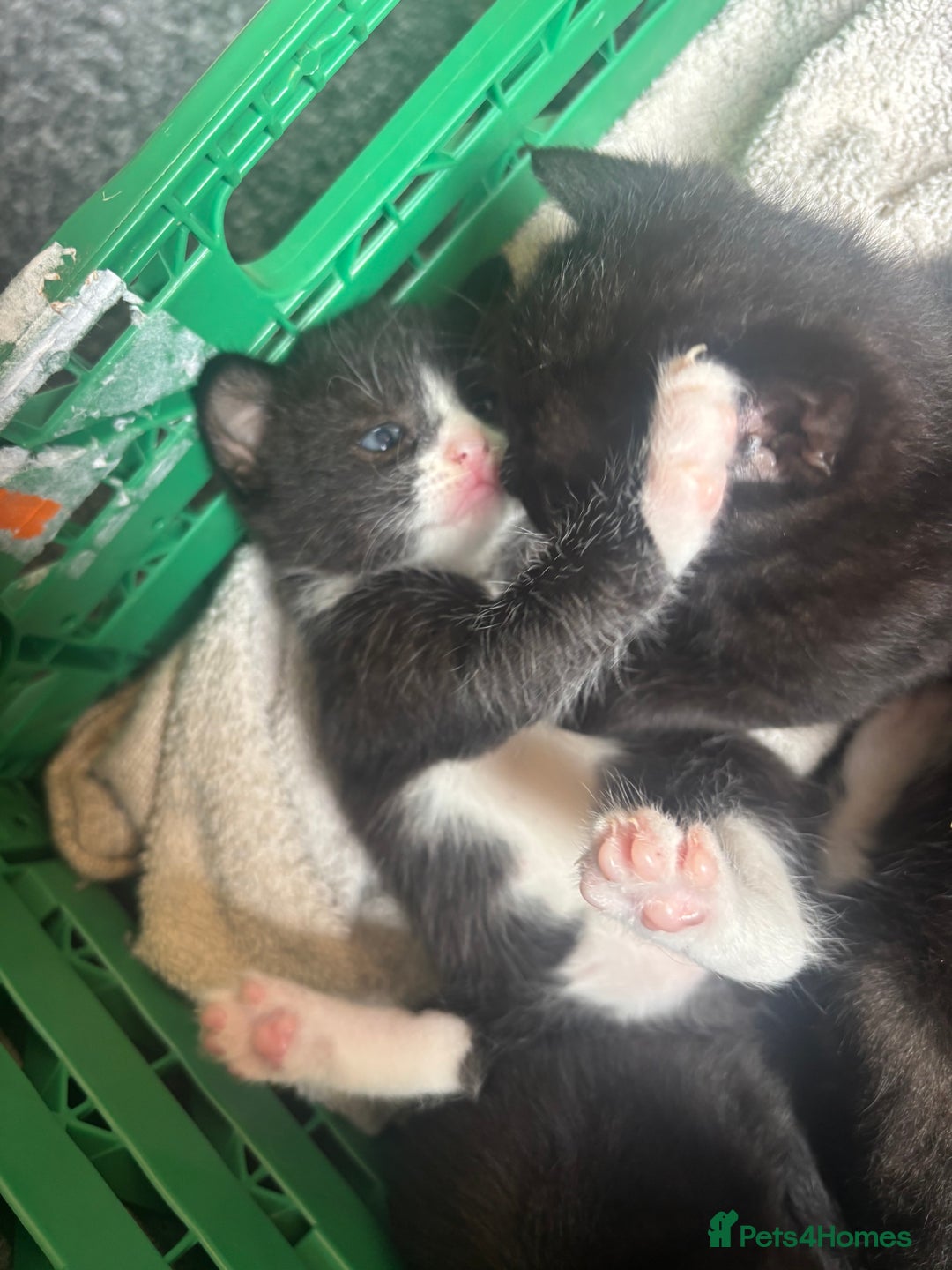 Mixed Breed cats for sale: 4 adorable kitten for sale💕 - Image 8