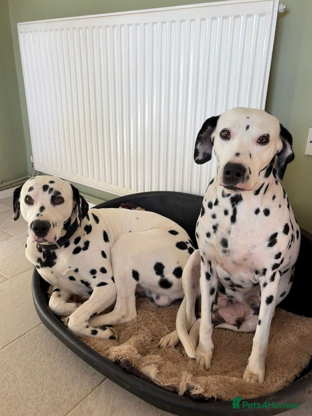 Dalmatian dogs for sale: Gorgeous Liver spot Dalmatian puppy  - Image 7