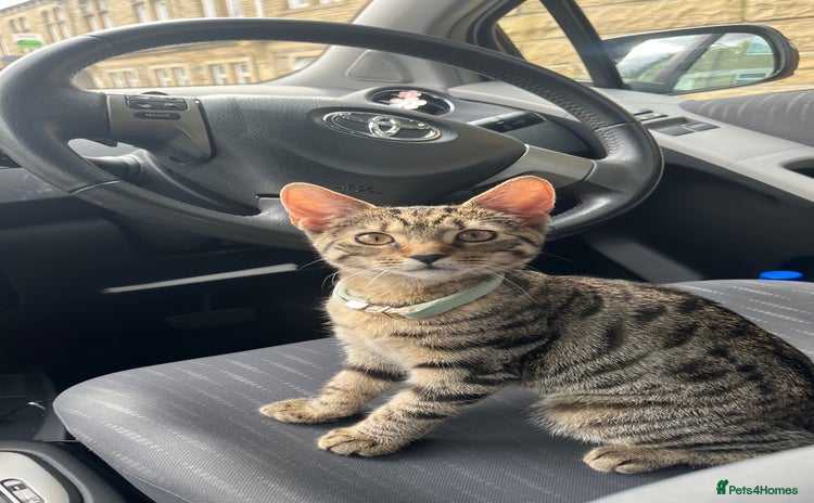 Bengal cats - Advert 1