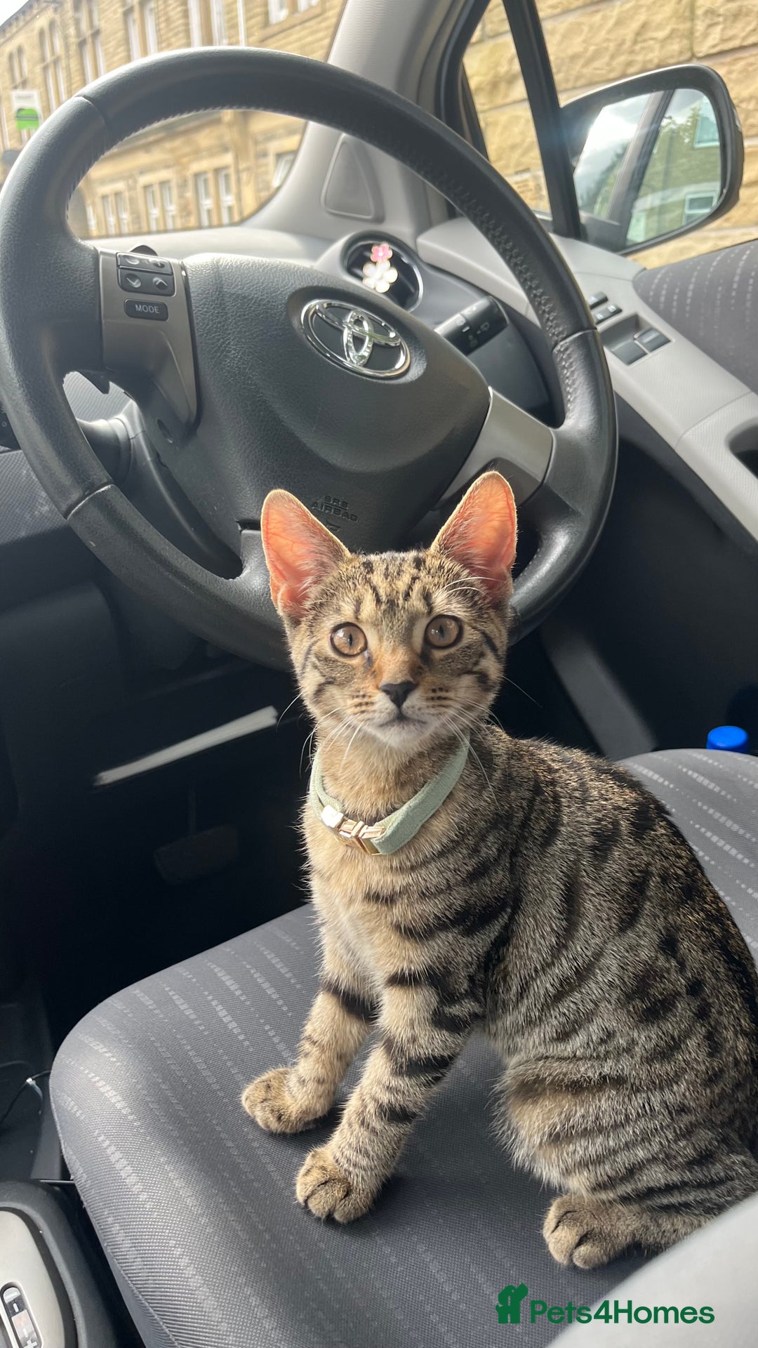 Bengal cats for sale: Bengal X Tabby kitten for sale - Image 1