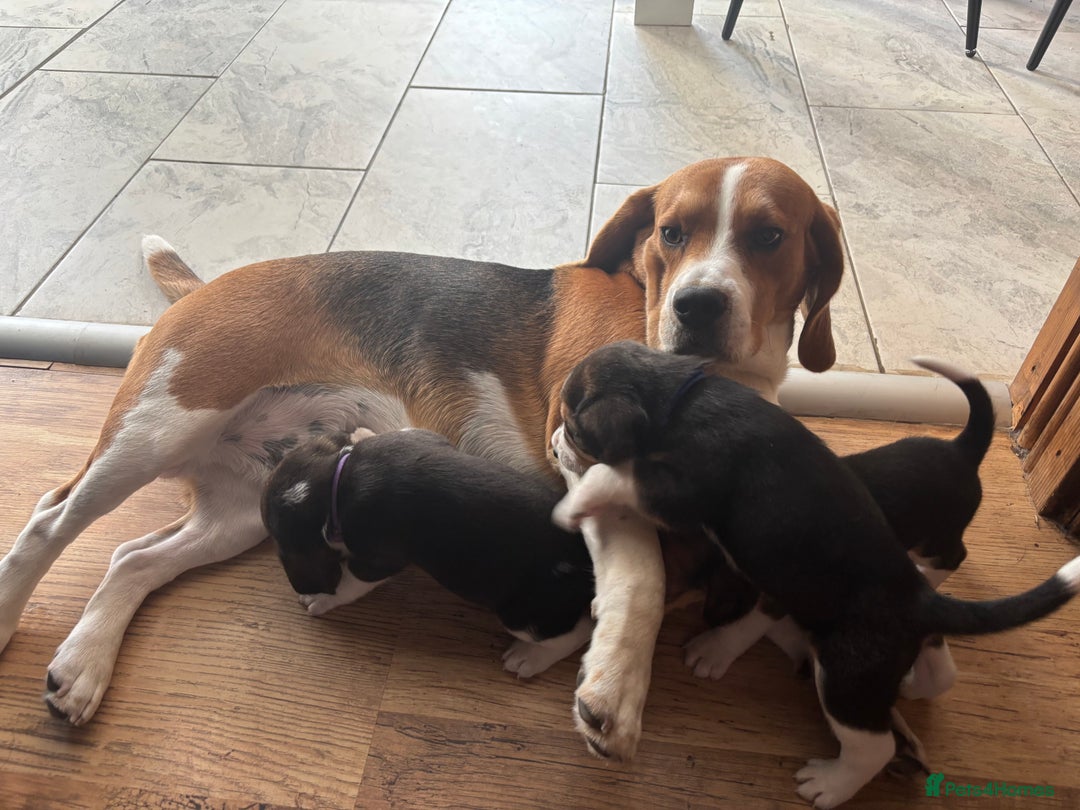 Beagle dogs for sale: Purebred Beagle Puppies – 4 Boys & 2 Girls - Image 5