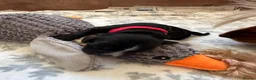 Cocker Spaniel dogs for sale: 🐶🐾 SHOW COCKER SPANIELS FOR SALE🐾🐶 - Advert 2