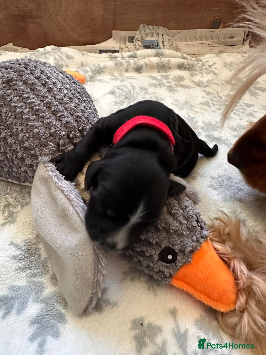 Cocker Spaniel dogs for sale: 🐶🐾 SHOW COCKER SPANIELS FOR SALE🐾🐶 - Advert 2