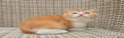 British Shorthair cats for sale: Stunning British Shorthair Kittens  - Advert 11